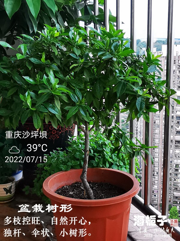 阳台无花果