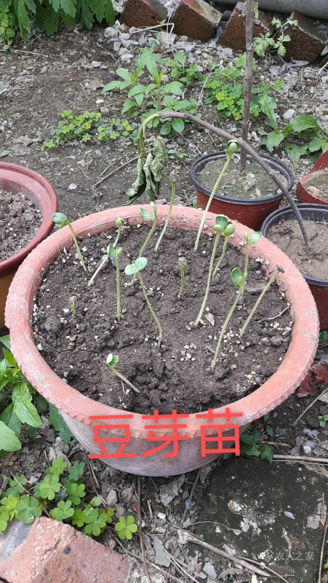 种小西瓜