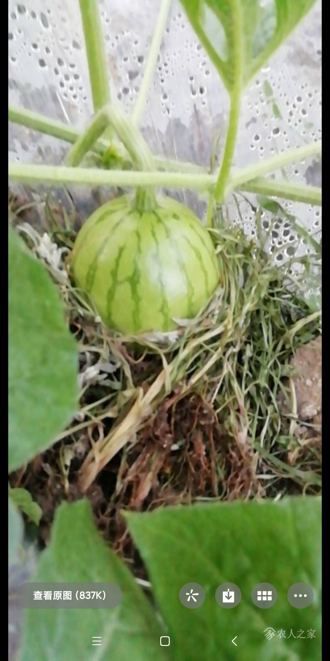 种小西瓜