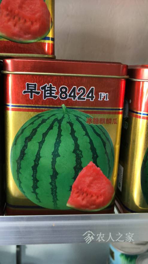 种小西瓜