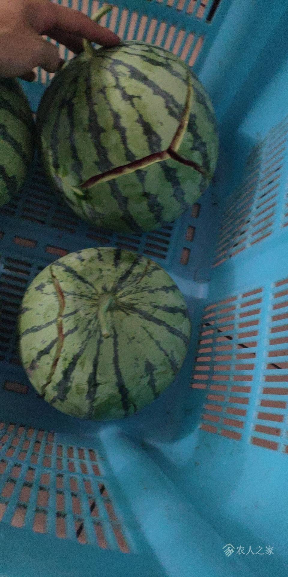 种小西瓜