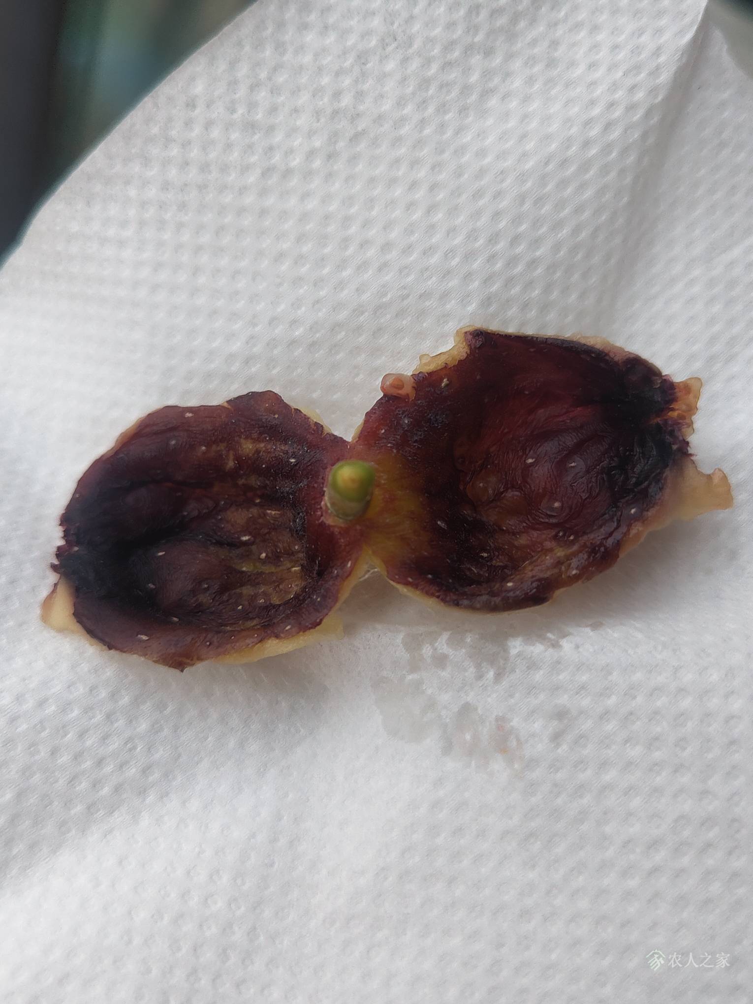 阳台无花果