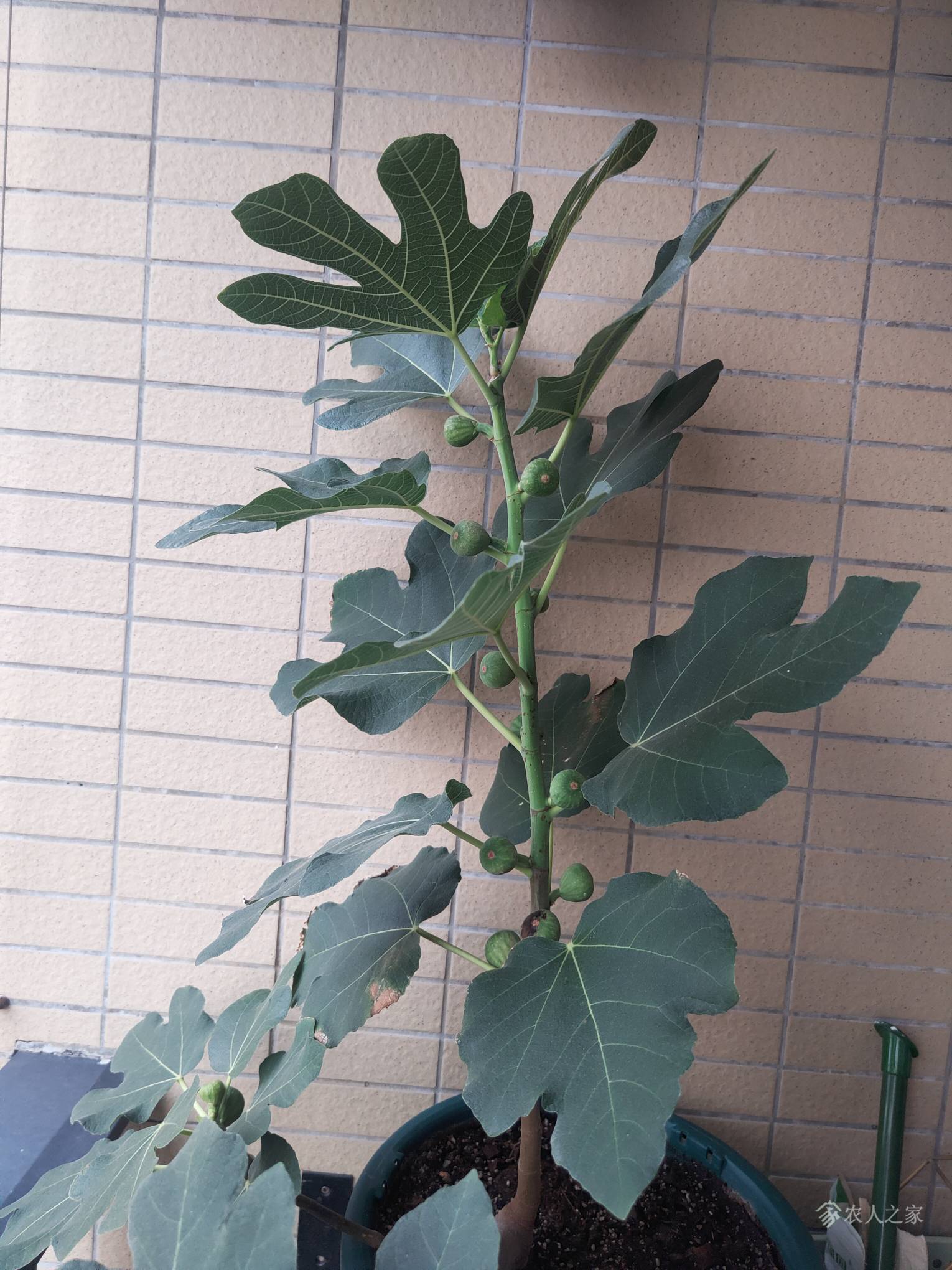阳台无花果