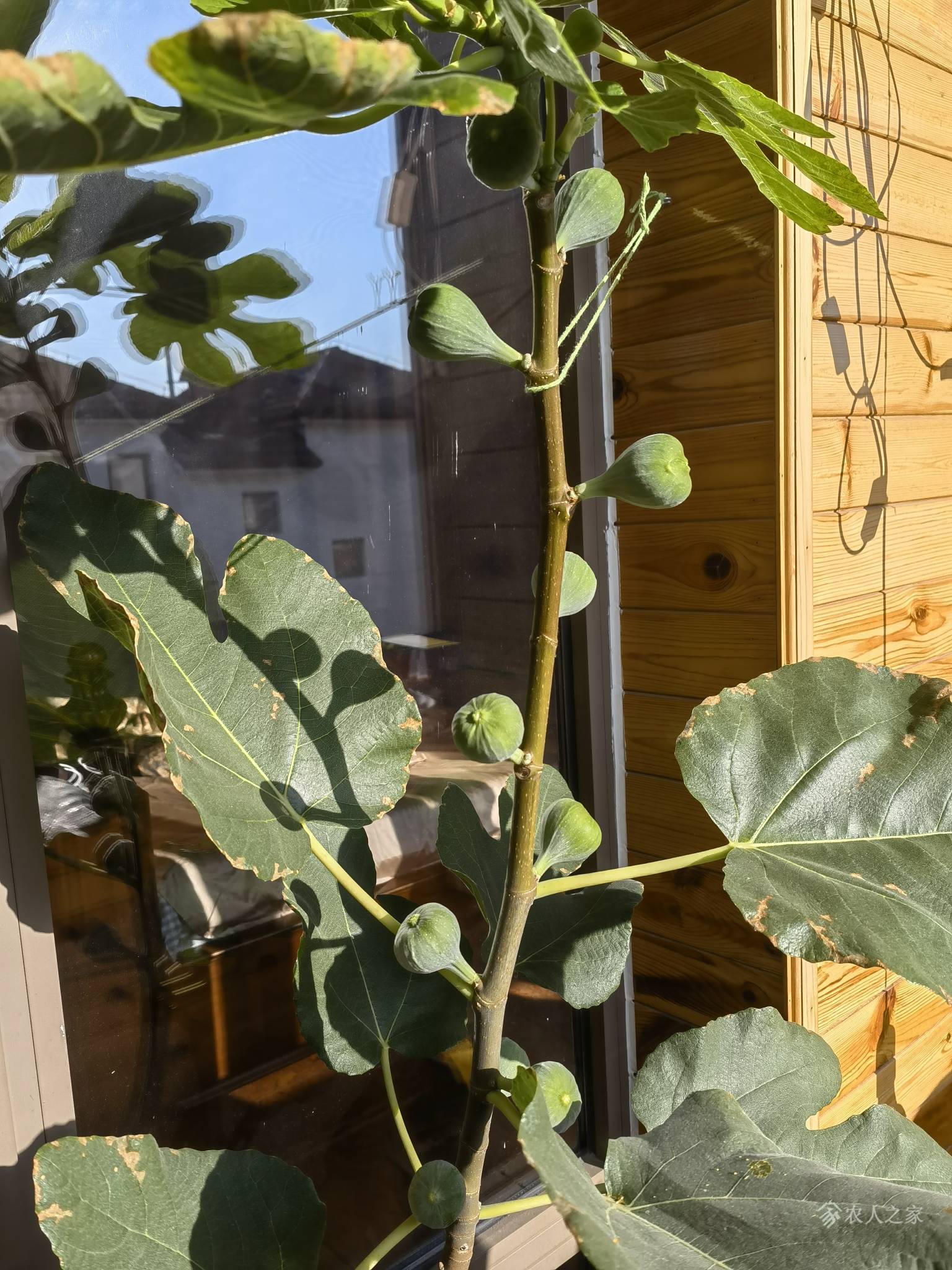 阳台无花果