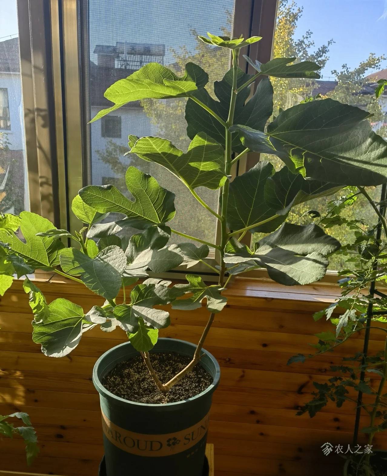 阳台无花果