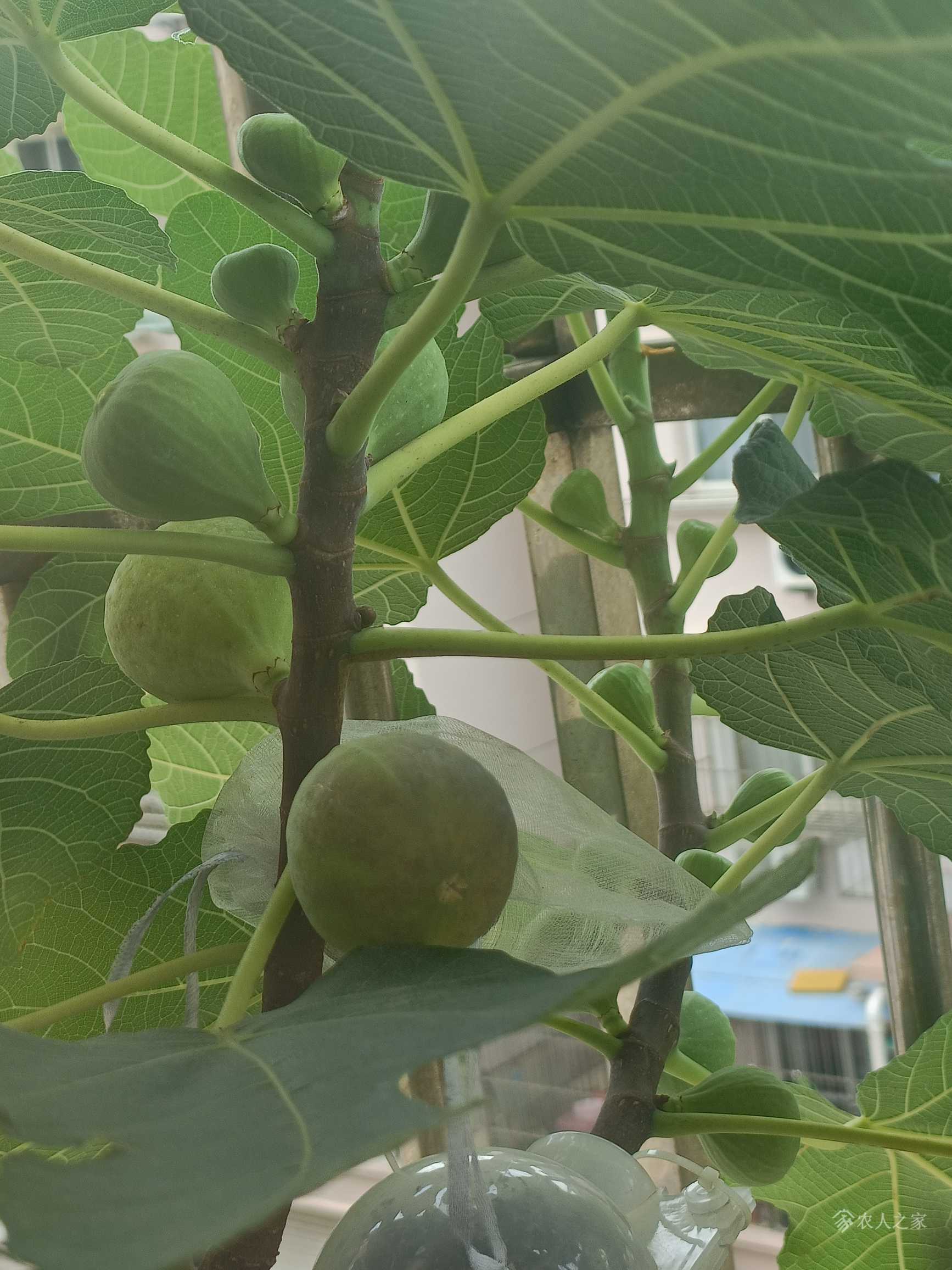 阳台无花果