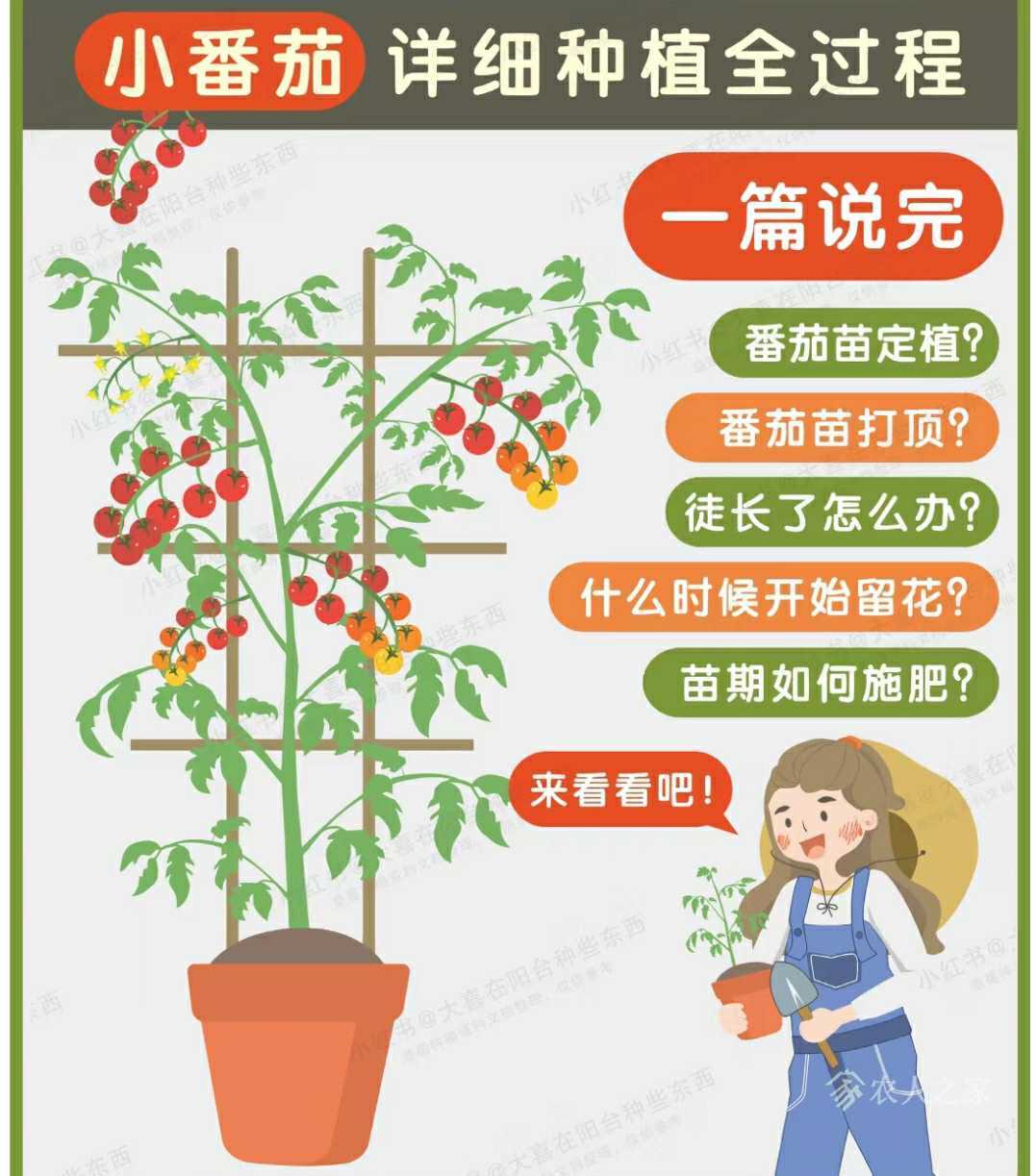 种植经验“无限生长型番茄”