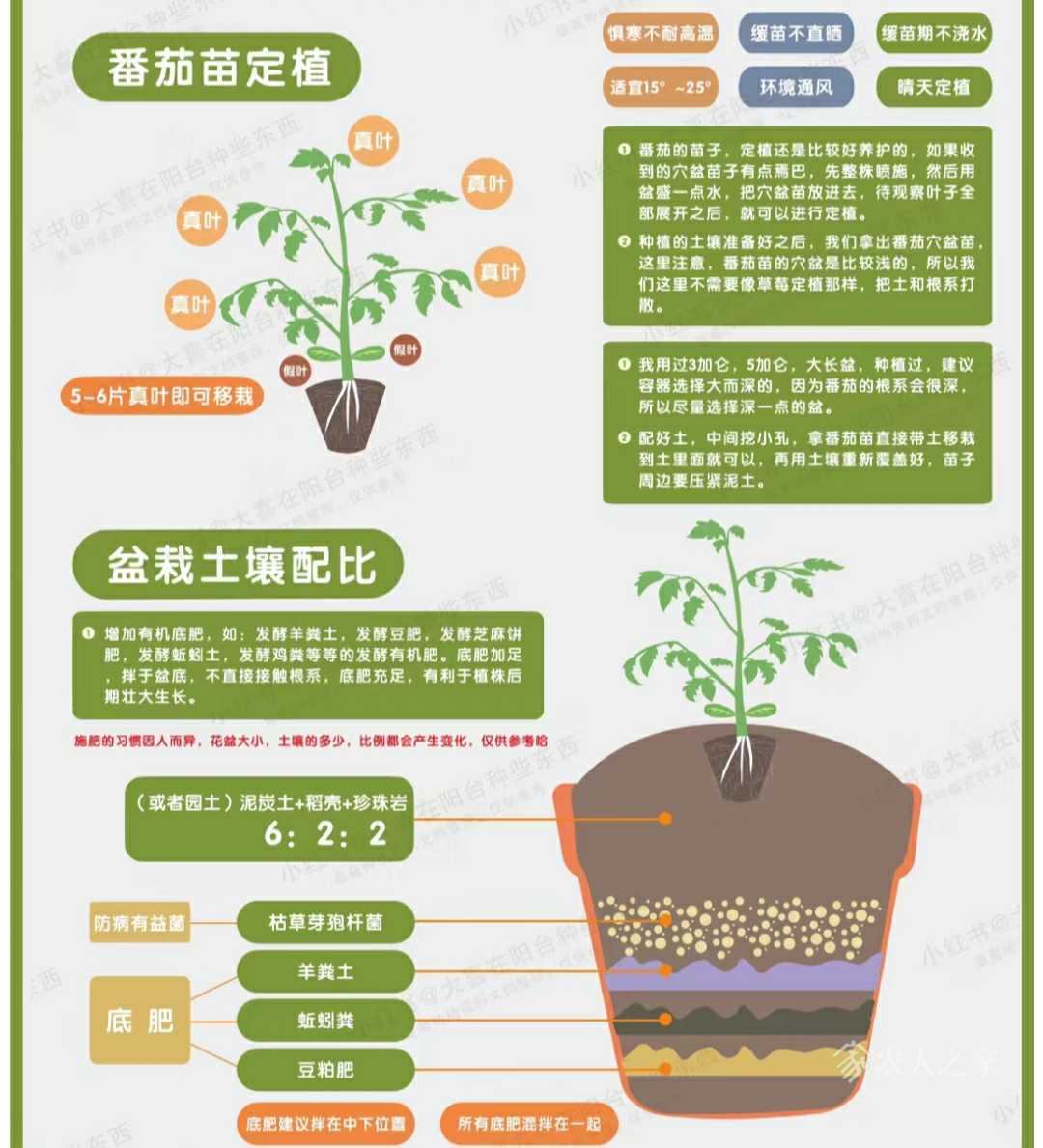 种植经验“无限生长型番茄”
