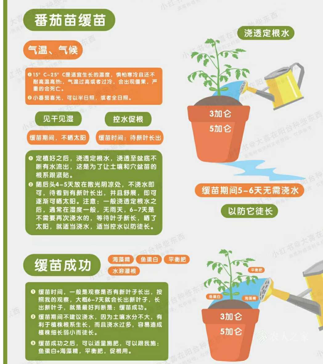 种植经验“无限生长型番茄”