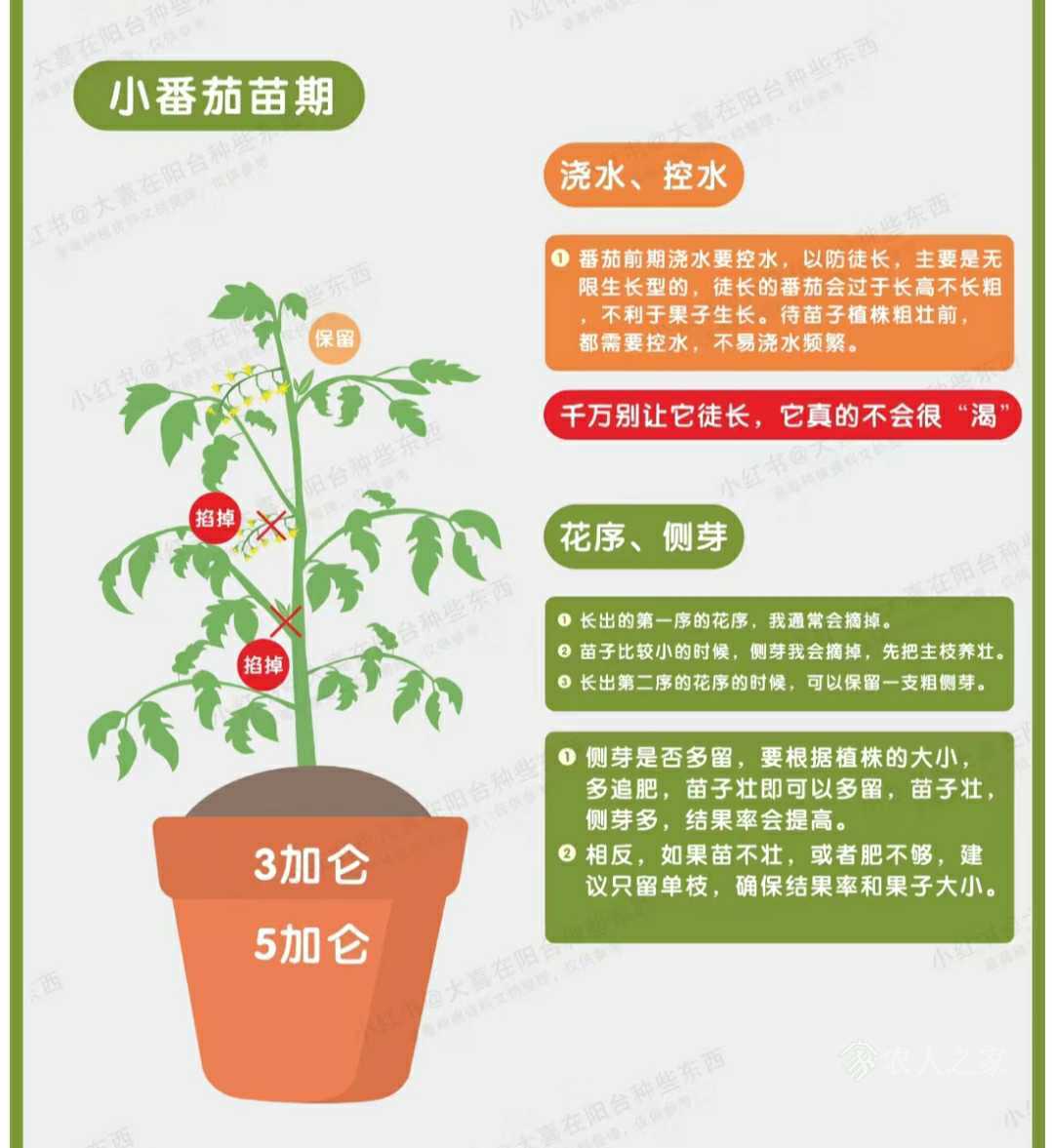 种植经验“无限生长型番茄”
