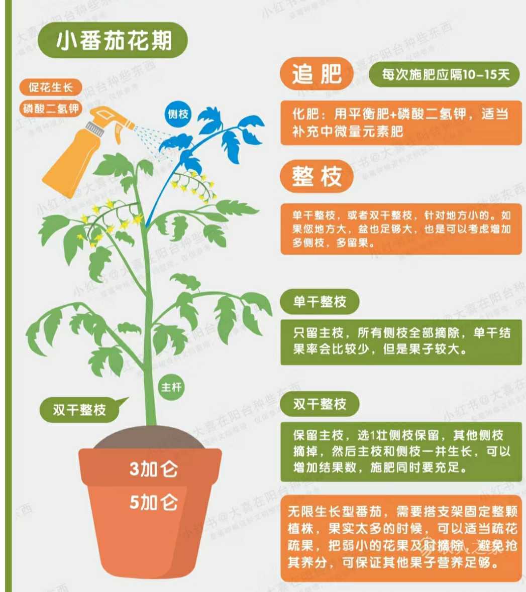 种植经验“无限生长型番茄”