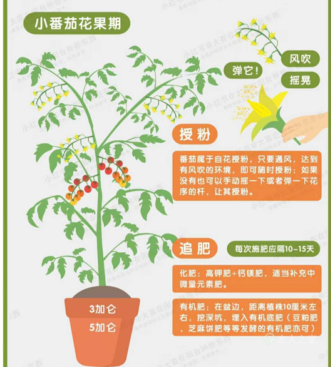 种植经验“无限生长型番茄”