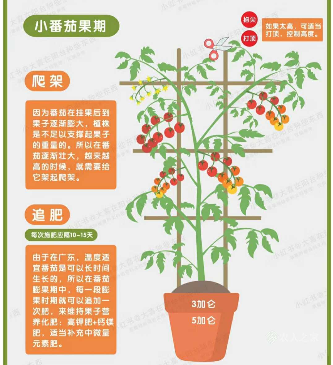 种植经验“无限生长型番茄”