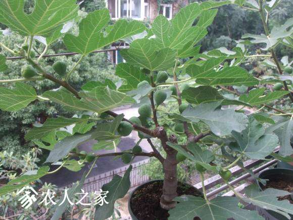 小盆无花果