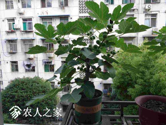 小盆无花果